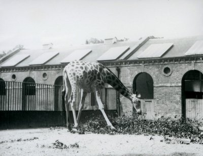 Vrouwelijke giraffe, 