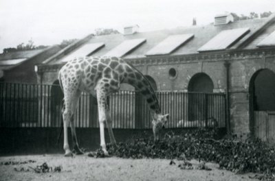 Vrouwelijke giraffe 