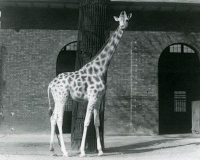 Vrouwelijke giraffe, 