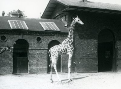 Vrouwelijke giraffe, Maud, staat in de paddock buiten het giraffenhuis, Londense dierentuin, juli 1925 door Frederick William Bond