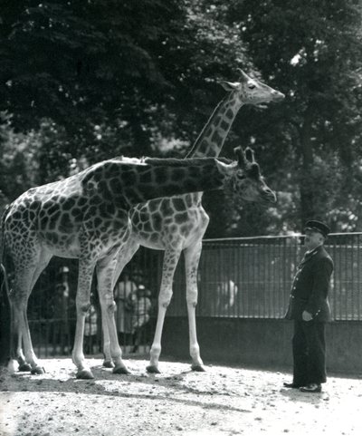 Vrouwelijke giraffen Maud en Maggie, met verzorger Ernie Professor Bowman, London Zoo door Frederick William Bond