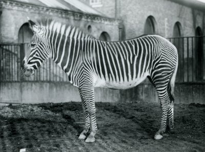Vrouwelijke Grevy
