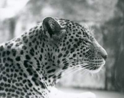Vrouwelijke luipaard Daisy in London Zoo, augustus 1925 door Frederick William Bond