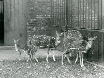 Vier Axis-herten, waaronder een bok met gewei en een hertenkalf, in de London Zoo in 1926 door Frederick William Bond