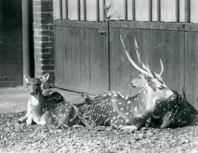 Vier axisherten, waaronder een bok met gewei, in London Zoo in 1924 door Frederick William Bond