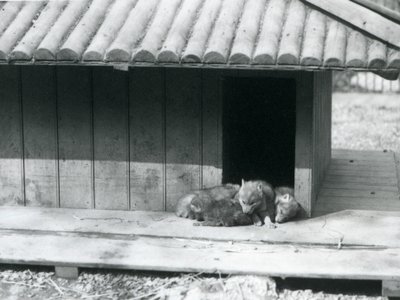 Vier coyote pups rustend bij de ingang van hun hol/houten kennel, London Zoo door Frederick William Bond