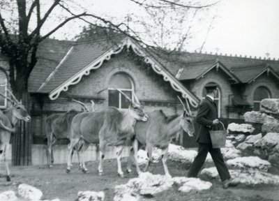 Vier Elanden volgen hun verzorger, tijdens voedertijd, in de paddock buiten het Antelope House, London Zoo, juni 1925 door Frederick William Bond