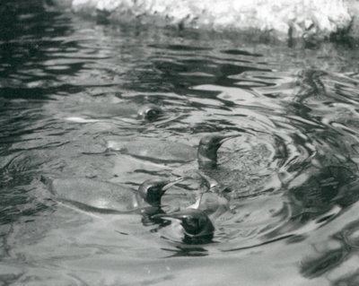 Vier koningspinguïns zwemmend in hun zwembad in de London Zoo, juni 1927 door Frederick William Bond