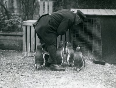 Gentoo-pinguïns met verzorger Albert White, London Zoo, c.1914 door Frederick William Bond