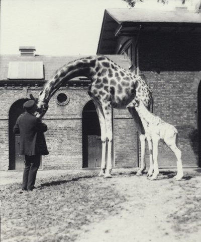 Giraffe met 3 dagen oude baby en verzorger in de dierentuin van Londen, 1914 door Frederick William Bond