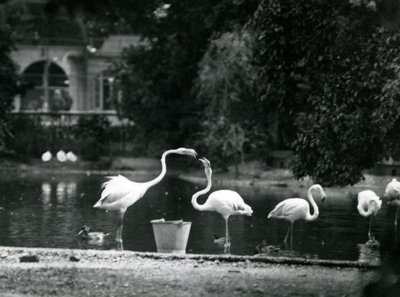Grote flamingo