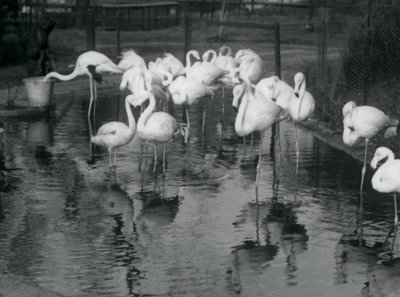 Grote Flamingo