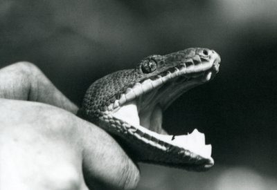 Hoofd van een Smaragdboomboa, met zijn mond open, vastgehouden bij de nek door zijn verzorger, London Zoo door Frederick William Bond