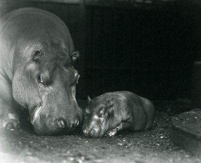Nijlpaard Joan met haar mannelijke kalf Jimmy in de London Zoo in maart 1927 door Frederick William Bond