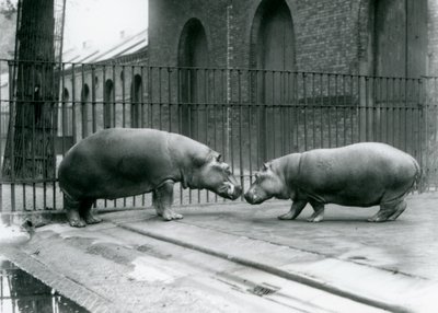 Nijlpaarden Bobbie en Joan worden voorgesteld in de London Zoo, 1923 door Frederick William Bond