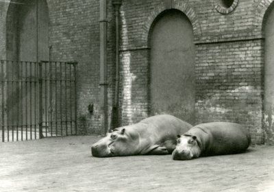 Nijlpaarden Bobbie en Joan in London Zoo, juli 1923 door Frederick William Bond