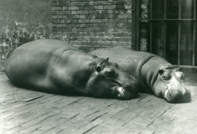 Nijlpaarden Bobbie en Joan liggend in hun verblijf in de London Zoo, juli 1923 door Frederick William Bond