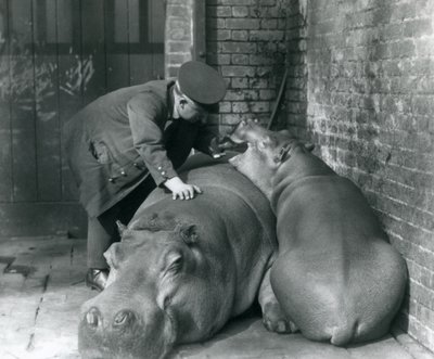 Nijlpaarden Joan en Jimmy in London Zoo in 1927 door Frederick William Bond