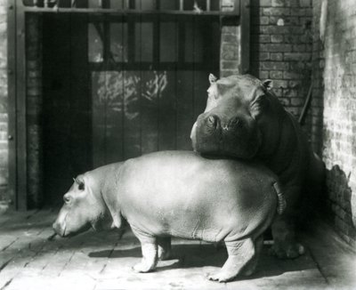 Nijlpaarden Joan en Jimmy in de London Zoo in 1927 door Frederick William Bond