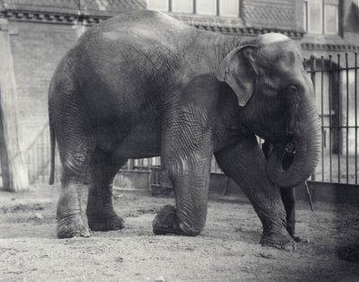 Indiase Olifant, Assam Lukhi, knielend met verzorger in de Londense Dierentuin, april 1914 door Frederick William Bond