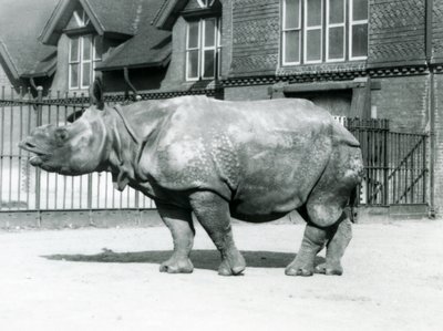 Indische neushoorn Felix in zijn verblijf in de London Zoo, 1927 door Frederick William Bond