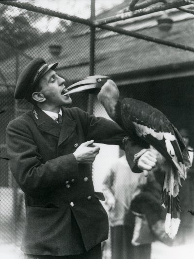 Verzorger T. Raggett voedt een Grote Indische Neushoornvogel met een vrucht in zijn mond. London Zoo 1924 door Frederick William Bond