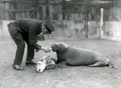 Verzorger Arthur Chandler voert vis aan een jonge walrus, London Zoo, 1924 door Frederick William Bond