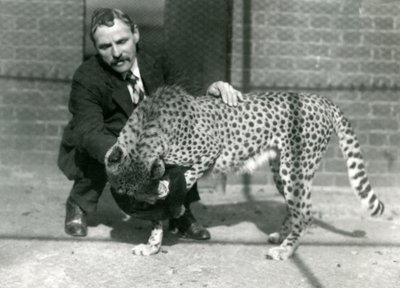 Verzorger Charles Dixon met een speelse cheeta in de Londense dierentuin, oktober 1922 door Frederick William Bond