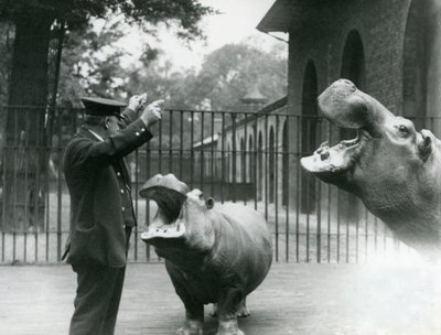 Verzorger Ernie Bowman met nijlpaarden Bobbie en Joan in London Zoo, juli 1923 door Frederick William Bond