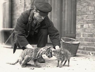 Beheerder, H. Warwick, met een tijgerwelp en een pekari, genomen in ZSL London Zoo, mei 1914 door Frederick William Bond