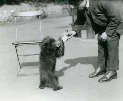 Verzorger Harry Warwick voedt een Luiaardbeerwelp met de fles in de London Zoo, augustus 1921 door Frederick William Bond