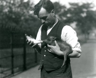 Verzorger Harry Warwick voedt een baby wrattenzwijn met de fles in de Londense Zoo, in augustus 1922 door Frederick William Bond