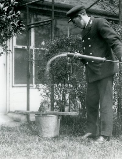 Verzorger Thomas Raggett geeft een Tawny Frogmouth een douche, London Zoo door Frederick William Bond