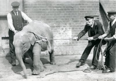 Verzorgers A. Church, Charles Eyles en H. Robertson proberen een baby Aziatische Olifant aan een touw te leiden, London Zoo door Frederick William Bond
