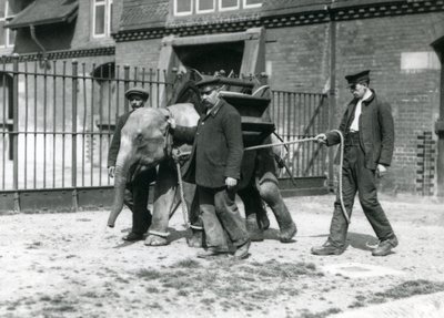 Verzorgers Jack Milbourne, H Robertson en Thomas trainen een jonge Aziatische Olifant, London Zoo, mei 1922 door Frederick William Bond