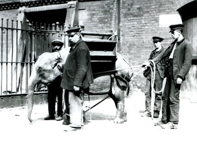 Verzorgers Jack Milbourne, H Robertson en Thomas trainen een jonge Aziatische Olifant, London Zoo, mei 1922 door Frederick William Bond