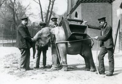 Verzorgers Jack Milbourne, H Robertson en Thomas trainen een jonge Aziatische Olifant, London Zoo, mei 1922 door Frederick William Bond