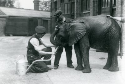 Verzorgers helpen de jonge mannelijke Afrikaanse olifant Kiberenge te drinken uit een slang die aan een gieter is bevestigd, Londense dierentuin, juli 1924 door Frederick William Bond