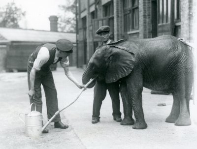 Verzorgers helpen jonge mannelijke Afrikaanse olifant Kiberenge te drinken uit een slang die aan een gieter is bevestigd, London Zoo door Frederick William Bond