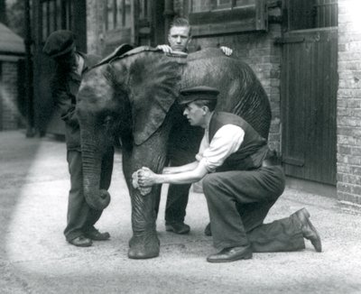 Verzorgers oliën de huid van de jonge mannelijke Afrikaanse olifant Kiberenge, Londense dierentuin, juli 1924 door Frederick William Bond