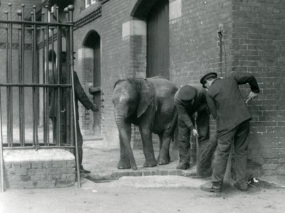 Verzorgers met jonge mannelijke Afrikaanse olifant Kiberenge, London Zoo, 1924 door Frederick William Bond