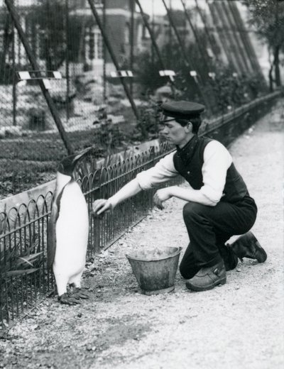 Koning Pinguïn, gewassen door verzorger Harry Munro, met een spons in de London Zoo mei 1914. Munro werd gedood in de Eerste Wereldoorlog, nadat hij in het leger had gediend, in luchtschepen en op anti-onderzeeër patrouilles door Frederick William Bond