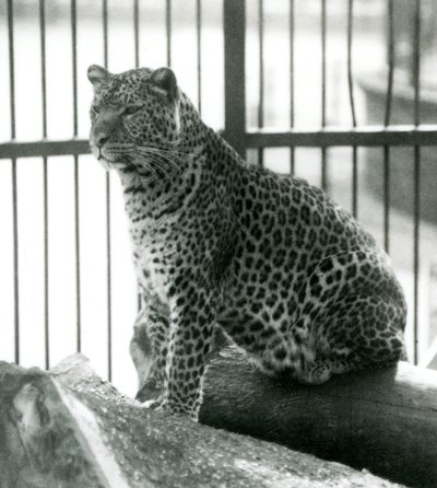 Luipaard Rex zittend op een boomstam in zijn verblijf in de London Zoo in juni 1925 door Frederick William Bond