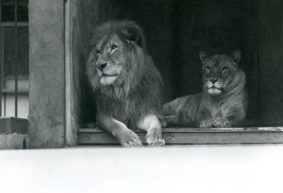 Leeuw en leeuwin Kuja en Caroline in de ZSL London Zoo door Frederick William Bond