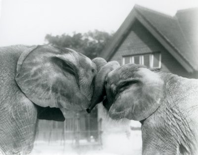 Mannelijke Afrikaanse Olifant Kiberenge en vrouwelijke Afrikaanse Olifant Hango begroeten elkaar door hun slurven te knopen in London Zoo in oktober 1927. Kiberenge was aan London Zoo geschonken door H.E. Sir Horace Byatt door Frederick William Bond