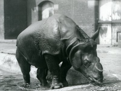 Mannelijke Indische Neushoorn Felix verlaat zijn zwembad in London Zoo in 1928 door Frederick William Bond