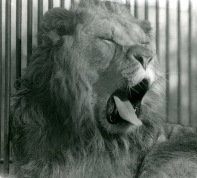 Mannelijke leeuw, Abdullah, geeuwt in zijn verblijf in London Zoo in 1925 door Frederick William Bond