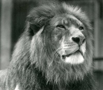 Mannelijke Leeuw Kuja in London Zoo in augustus 1924 door Frederick William Bond