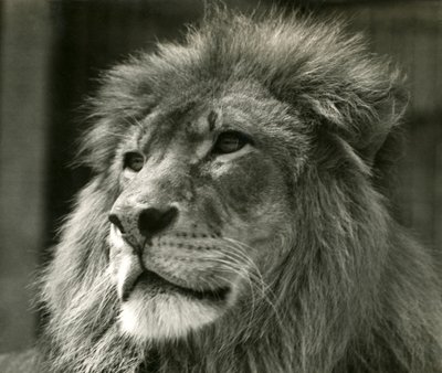 Mannelijke Leeuw Kuja in London Zoo in augustus 1924 door Frederick William Bond