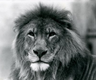 Mannelijke Leeuw Kuja in de London Zoo door Frederick William Bond